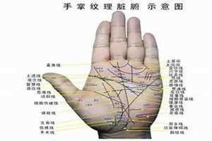 手纹线各代表什么样的命运(手纹线各代表什么)