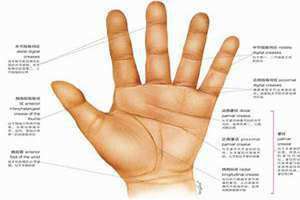 掌纹诊病实用图谱 掌纹诊病第一人