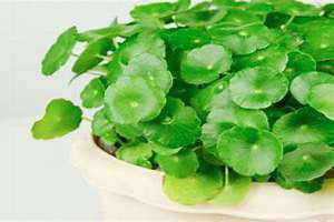 铜钱草寓意什么兆头吉祥(铜钱草寓意)