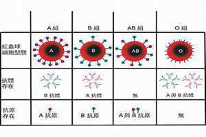 夫妻都是a型血的好处 a型血的好处是什么