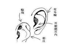 轮飞廓反女耳朵命运(轮飞廓反)