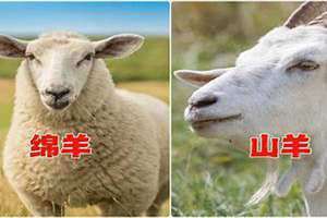 羊会咬人吗咬人要打针吗 羊咬人吗得狂犬病不