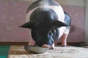 猪吃饭的视频 猪吃饭表情包