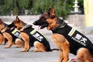 警犬名字排行榜100个 警犬名字怎么取