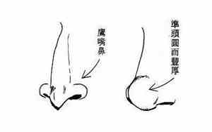 女性鼻子短 面相