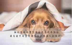 形容小狗狗很长的句子唯美