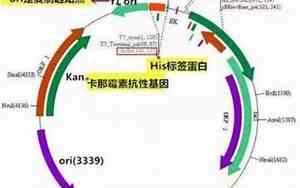 质粒构建的原理及方法