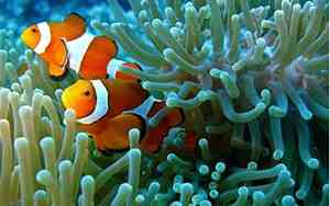海里的生物名称大全