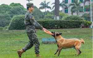 军犬取名霸气