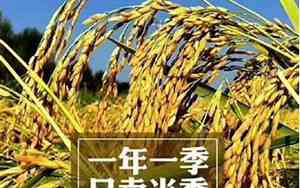 2020年谷子价格走势如何