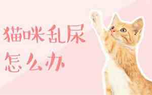 棉被被芯有猫尿味怎么处理掉