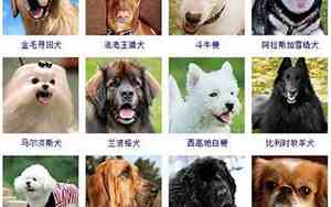 面相老实的狗狗名字有哪些