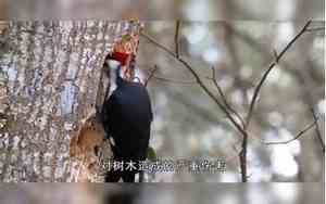 什么鸟是益鸟有哪些