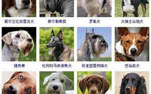 母狗取名字带财气