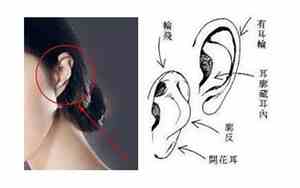 精灵耳朵面相好不好