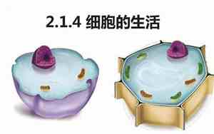 细胞的生活需要什么和什么