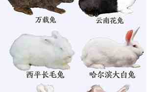 兔子品种大全