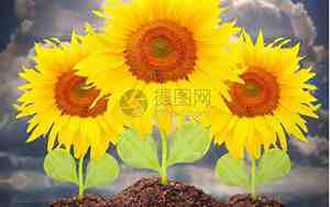 向日葵面相太阳图片