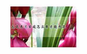 大花惠兰家庭怎么养才能开花用大盆养还是用小盆养?
