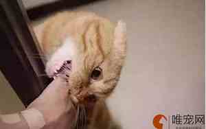 被猫抓了怎么判断没事