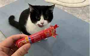 猫吃火腿肠好吗视频