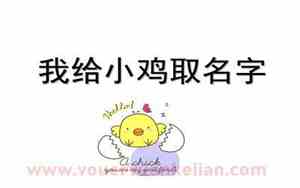 给小鸡取名字可爱