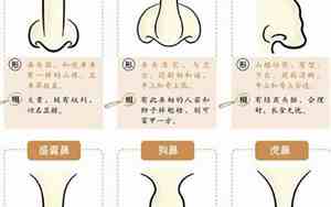 女人猪鼻子的面相鼻头平短代表什么