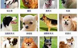 给公狗取名字好听又有寓意