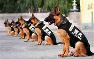 警犬取名字霸气又招财