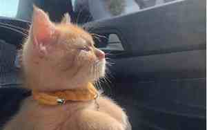 给小猫咪取名字叫什么招财