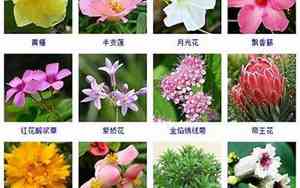 花型取名字