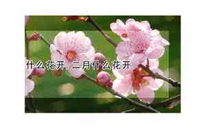 正月什么花开,二月什么花开