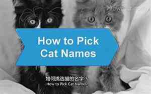 给猫猫取名字好寓意