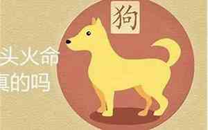 1994年属狗是什么命金木水火土