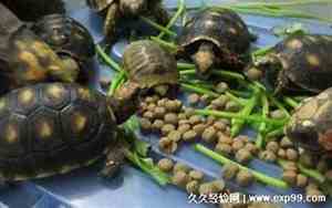 家养小乌龟吃什么食物放在水里吗