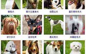 给小狗狗取名字霸气