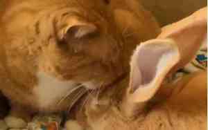 橘猫哥哥有哪些小说名字