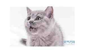 蓝猫取名字大全可爱男