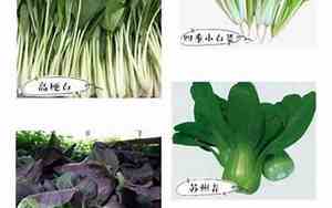 菜园取名寓意好的名字