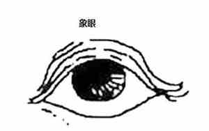 大象眼是什么意思