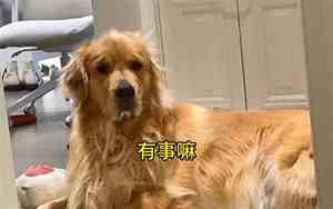 给狗子取名字怎么取