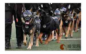 中国十大警犬品种小型犬
