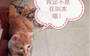 猫取名字叫什么好听