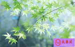 形容野花的好句子唯美