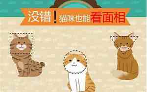 面相非常搞笑的猫咪名字
