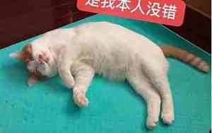 养龙猫的人的巨大危害有哪些