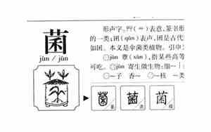 菌起名字