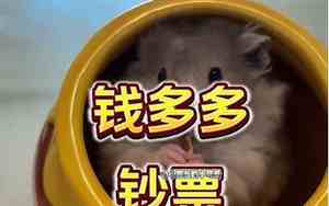 怎么给仓鼠取名字