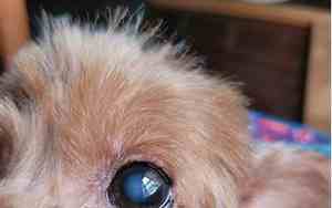 区分狗狗面相的方法是什么