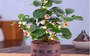 小叶菩提叶子发黄怎么办